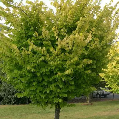 Вяз обыкновенный в Бобруйске