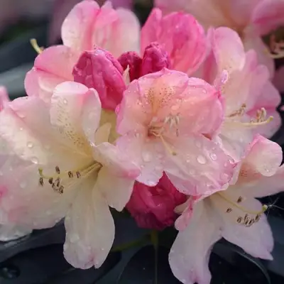 Рододендрон ПЕРСИ ВАЙСМАН в Бобруйске