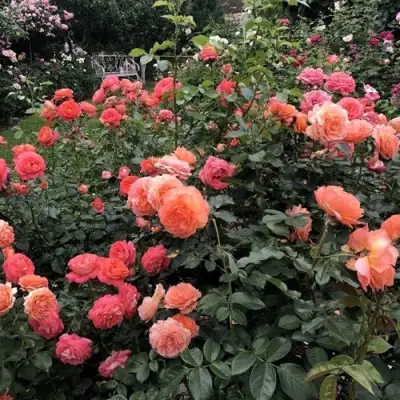 Роза БЕЛЬВЕДЕР шраб в Бобруйске