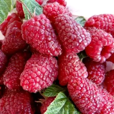 Малина КАСКАД ДЕЛАЙТ в Бобруйске