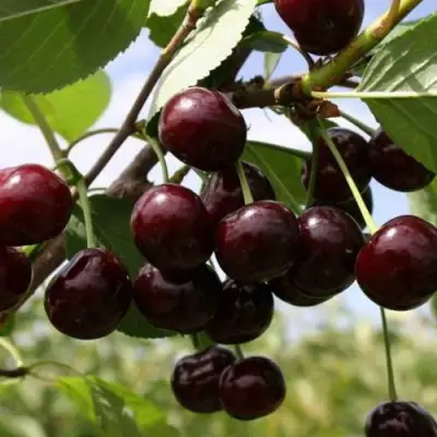 Вишня СВЕРДЛОВЧАНКА степная в Бобруйске