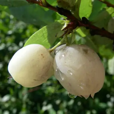 Голубика СНЕГУРОЧКА в Бобруйске