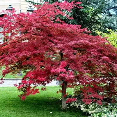 Клен пальмолистный в Бобруйске