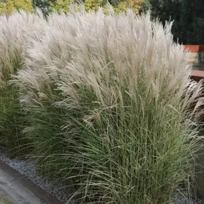 Мискантус КЛЯЙН СИЛЬБЕРСПАЙН китайский  в Бобруйске