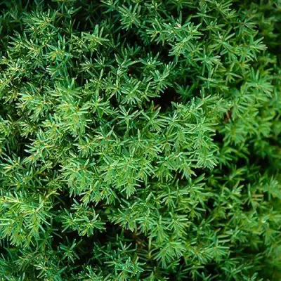 Туя ТЕДДИ западная в Бобруйске