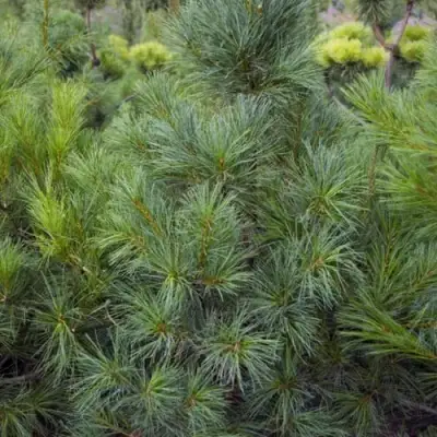 Сосна АРМАНДИ в Бобруйске