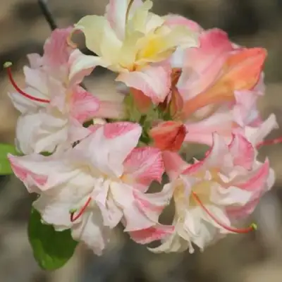 Азалия КЭННОНС ДАБЛ листопадная в Бобруйске