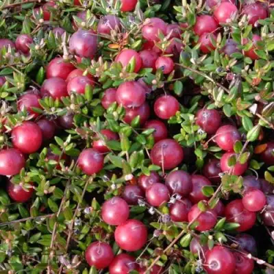 Клюква БЕН ЛИР в Бобруйске