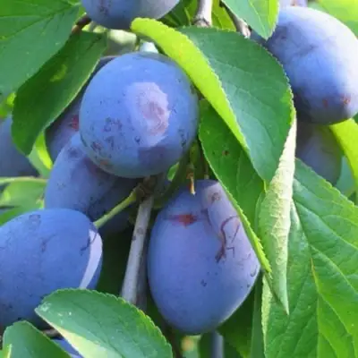 Слива ПЕРДРИГОН в Бобруйске