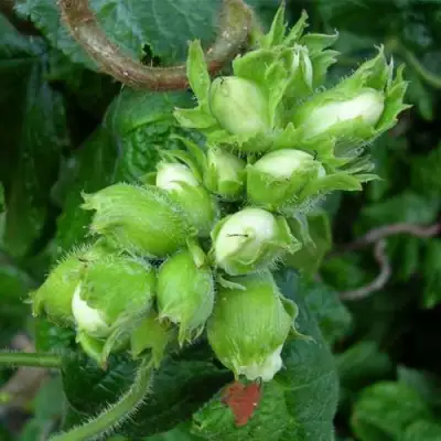 Фундук ВЕББА ЦЕННЫЙ в Бобруйске