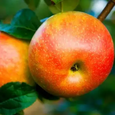 Яблоня АБРИКОСОВАЯ в Бобруйске