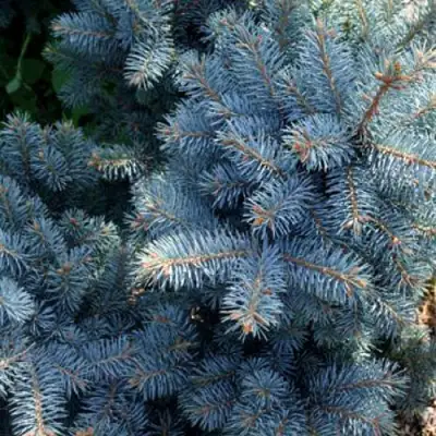 Ель МАДЖЕСТИК БЛЮ колючая в Бобруйске