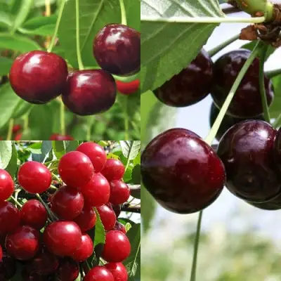 Комплект ВИШНЕВЫЙ САД в Бобруйске