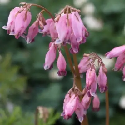 Дицентра изящная в Бобруйске