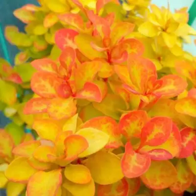 Барбарис САММЕР САНСЕТ тунберга в Бобруйске