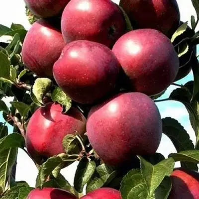 Яблоня СОЗВЕЗДИЕ колонновидная в Бобруйске