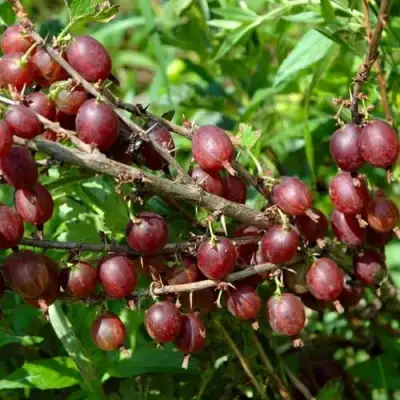 Крыжовник ОЛАВИ (ХИННОНМАЕН ПУНАЙНЕН) в Бобруйске