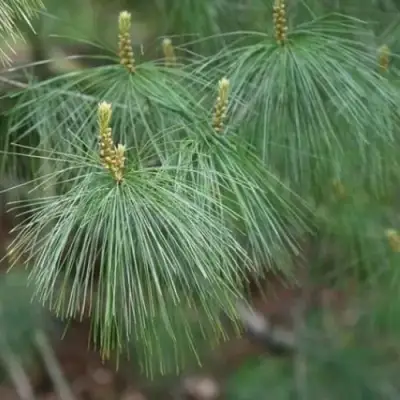 Сосна АРМАНДИ в Бобруйске