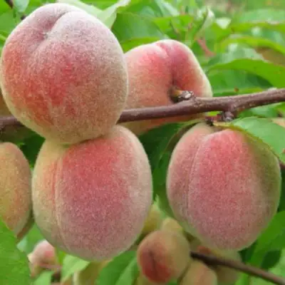 Персик ЕЛГАВСКИЙ в Бобруйске