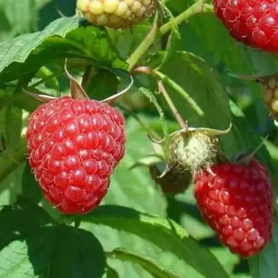 Малина ТАДМОР в Бобруйске