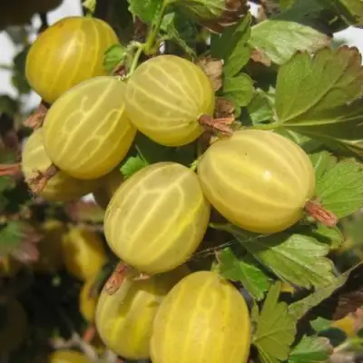 Крыжовник ЯРОВОЙ в Бобруйске