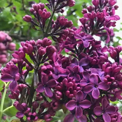 Сирень ЛЮДВИГ ШПЕТ в Бобруйске