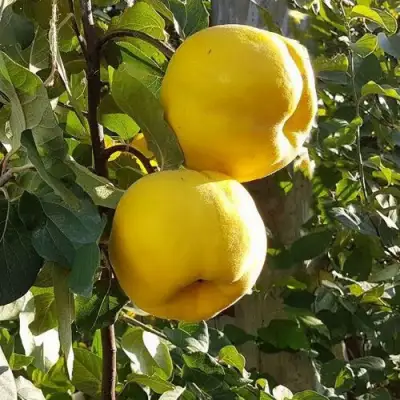 Айва МАРИЯ в Бобруйске