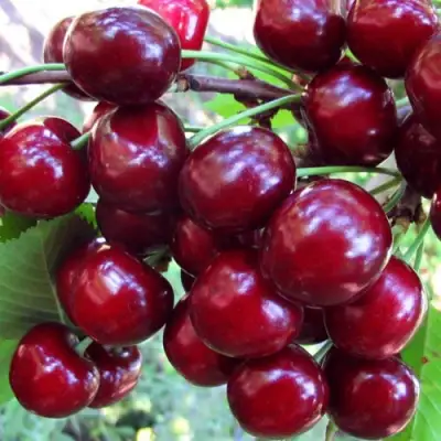 Вишня ЖУКОВСКАЯ в Бобруйске