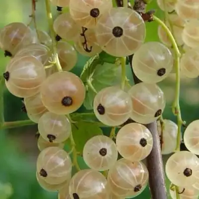 Смородина белая СМОЛЬЯНИНОВСКАЯ в Бобруйске