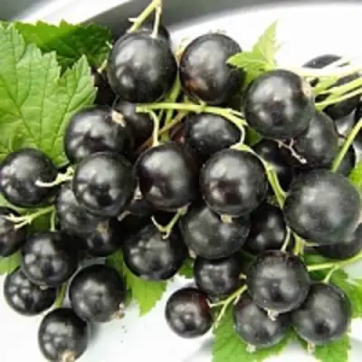 Смородина чёрная ТИТАНИЯ в Бобруйске