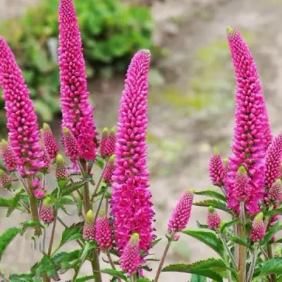 Вероника ФЕРСТ ЛАВ длиннолистная в Бобруйске