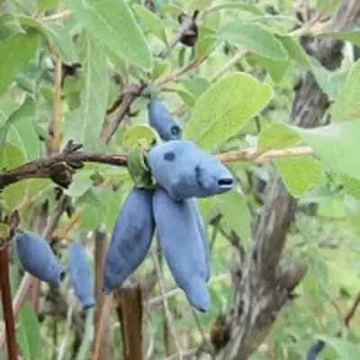 Жимолость съедобная ПУШКИНСКАЯ в Бобруйске