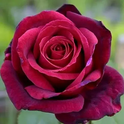 Роза ПАПА МЕЙЯН чайно-гибридная в Бобруйске