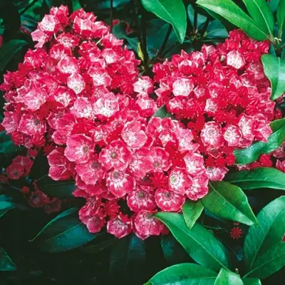 Кальмия КАРДИНАЛ в Бобруйске