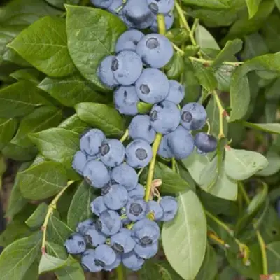 Голубика ЛИБЕРТИ в Бобруйске