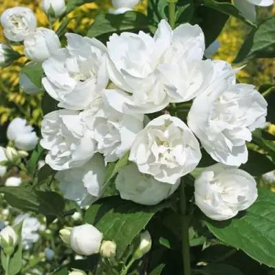 Жасмин махровый в Бобруйске