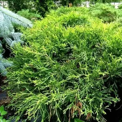 Кипарисовик ФИЛИФЕРА АУРЕА ВАРИЕГАТТА горохоплодный в Бобруйске