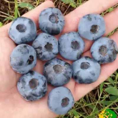 Голубика ЧАНДЛЕР в Бобруйске