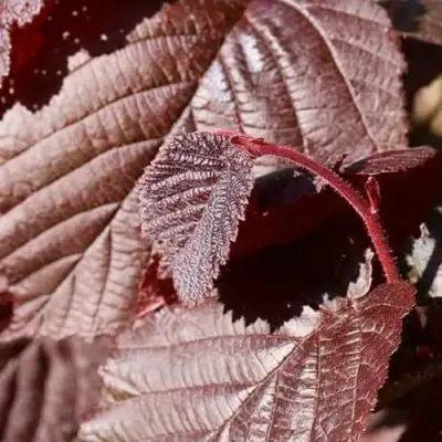 Фундук СИРЕНА в Бобруйске