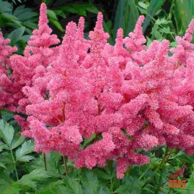 Астильба БОНН японская в Бобруйске