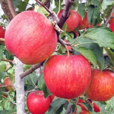 Яблоня ЖЕНЕВА (ЖЕНЕВА ЭРЛИ) в Бобруйске