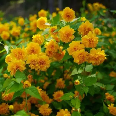 Керрия японская ПЛЕНИФЛОРА в Бобруйске