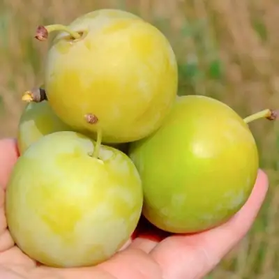 Слива РЕНКЛОД ранний в Бобруйске