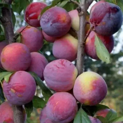 Слива ИМПЕРИАЛ колонновидная в Бобруйске