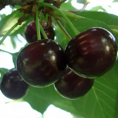 Дюк КСЕНИЯ (ЧЕРЕВИШНЯ) в Бобруйске