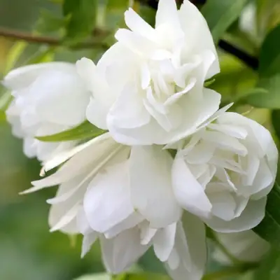 Жасмин МАНТО Д’ЭРМИН в Бобруйске