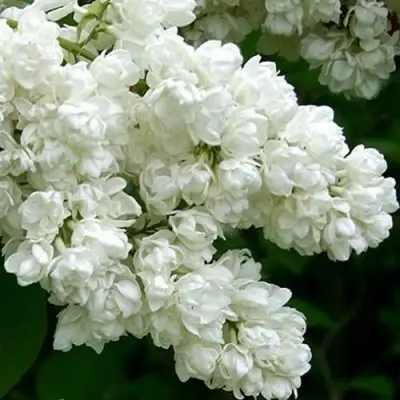 Сирень ПАМЯТЬ О КОЛЕСНИКОВЕ в Бобруйске