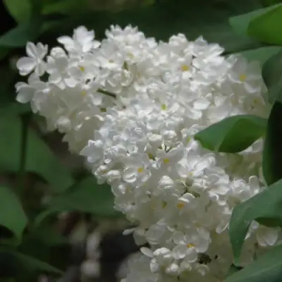 Сирень РУССКИЙ СЕВЕР в Бобруйске