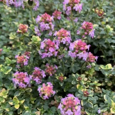 Тимьян ДОННА ВАЛЕЙ лимоннопахнущий в Бобруйске