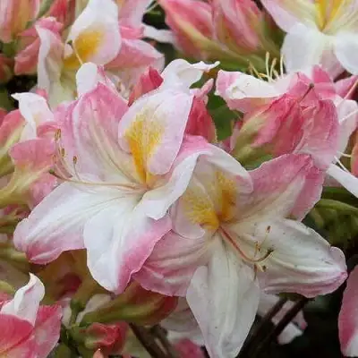 Азалия САТОМИ японская в Бобруйске